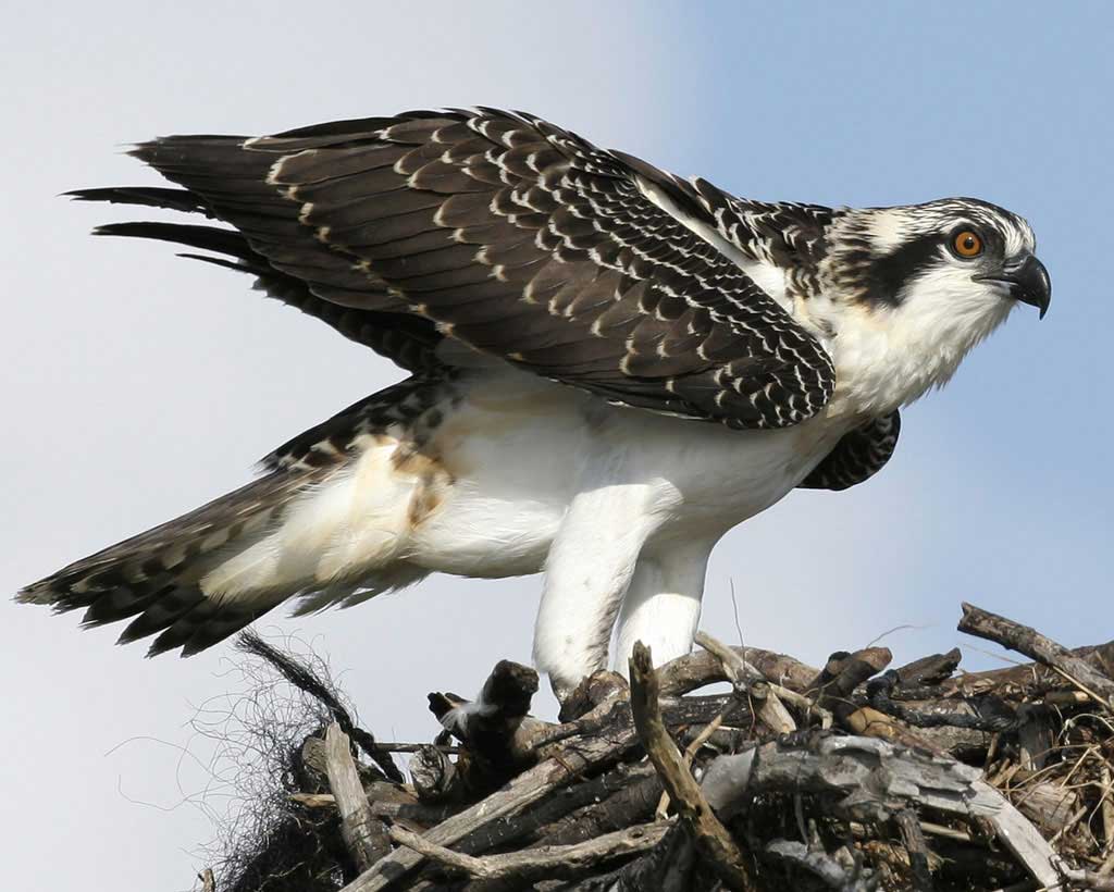 1024x820 > Osprey Wallpapers