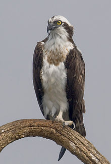 HD Quality Wallpaper | Collection: Animal, 220x325 Osprey