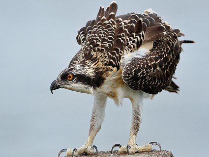 HD Quality Wallpaper | Collection: Animal, 425x320 Osprey