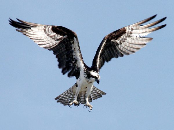 Osprey Backgrounds, Compatible - PC, Mobile, Gadgets| 600x450 px