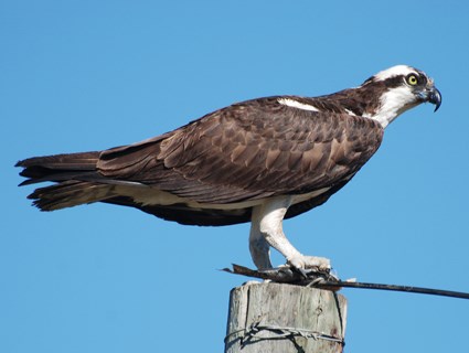 Osprey Backgrounds, Compatible - PC, Mobile, Gadgets| 425x320 px