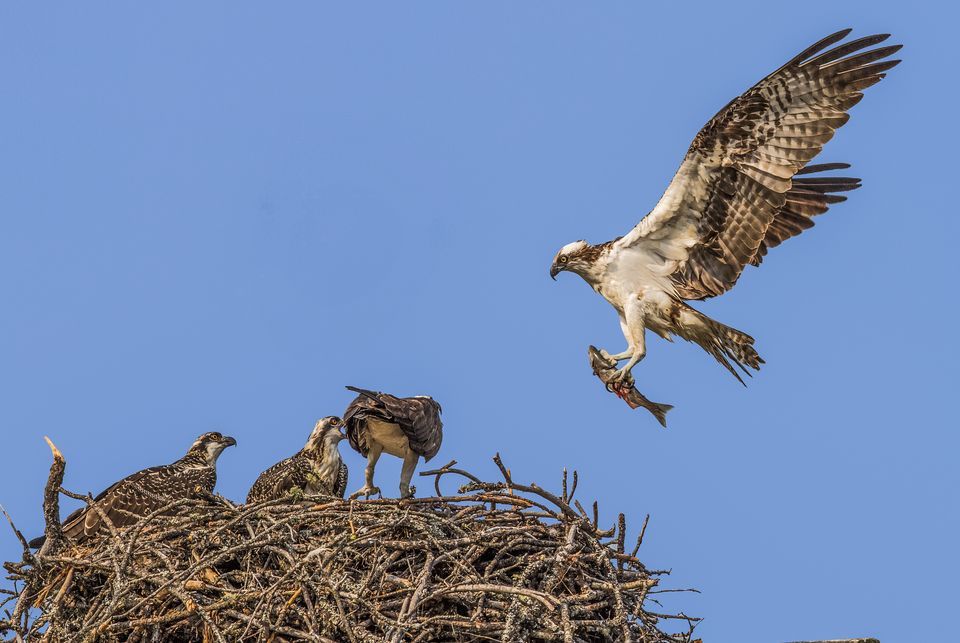 Nice Images Collection: Osprey Desktop Wallpapers