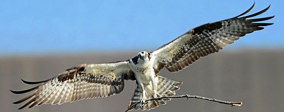 1200x475 > Osprey Wallpapers