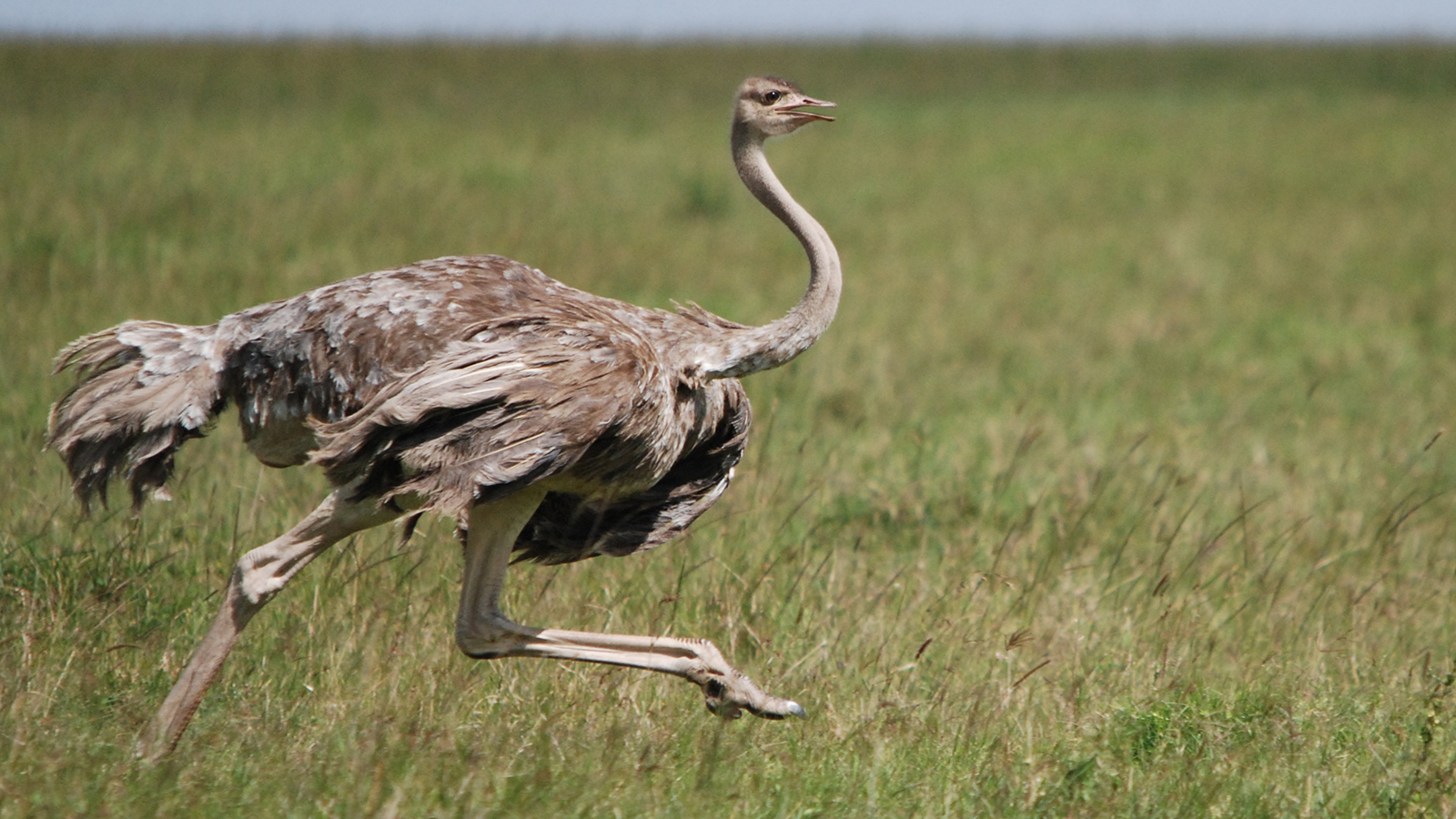 Images of Ostrich | 1600x900