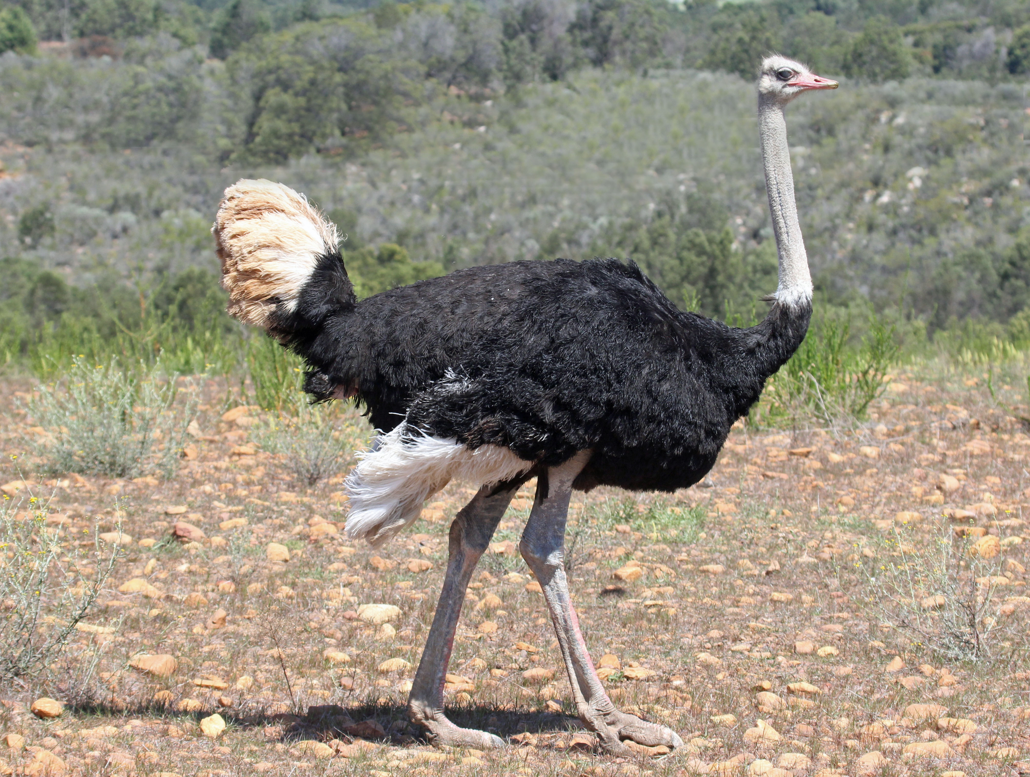 Nice wallpapers Ostrich 4222x3185px