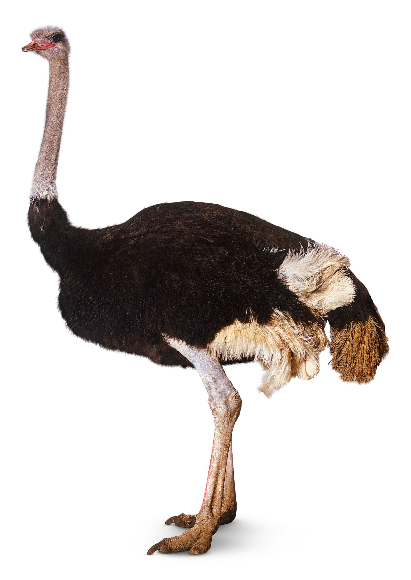 Ostrich #4
