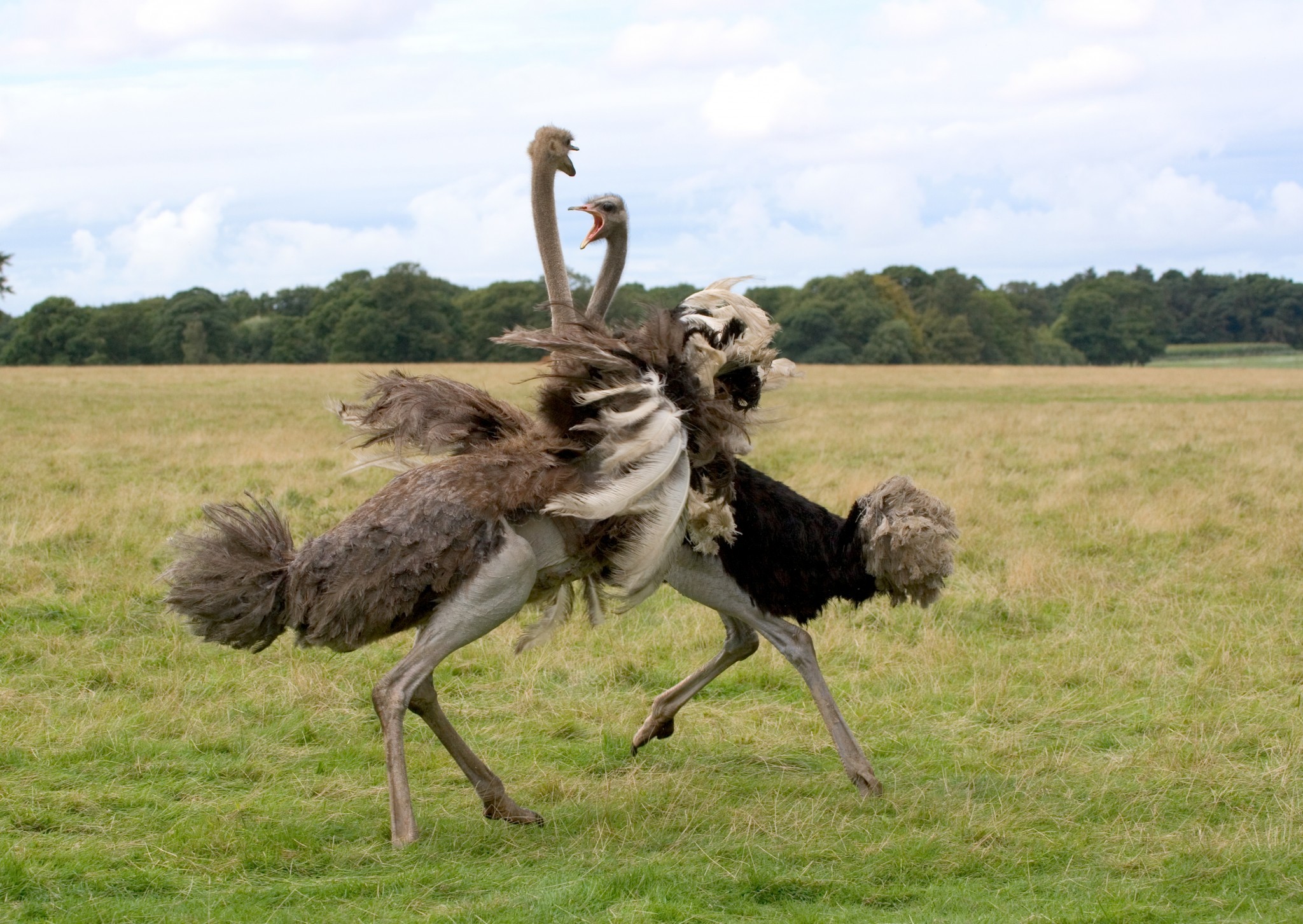 Брачные танцы животных. Африканский страус самец. Птица Африканский страус. Африканский страус самец танец. Танцующий страус.