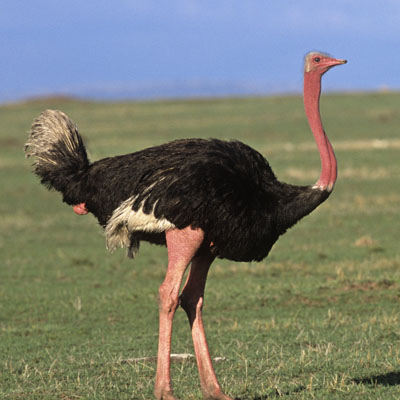 Ostrich #15