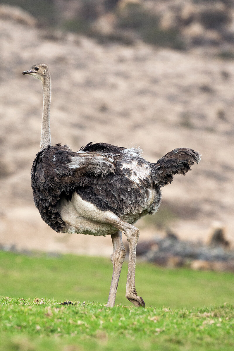 Nice wallpapers Ostrich 800x1200px
