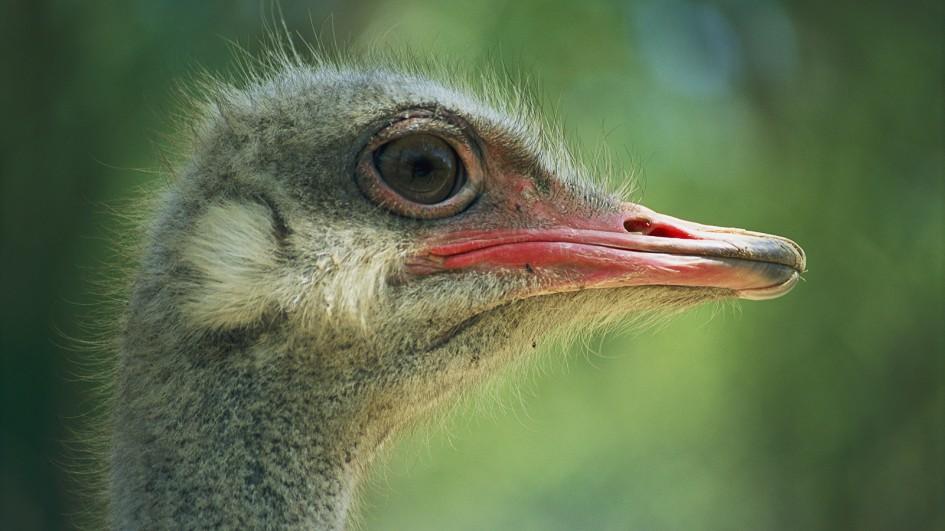 Ostrich High Quality Background on Wallpapers Vista