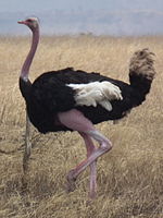 HD Quality Wallpaper | Collection: Animal, 150x200 Ostrich
