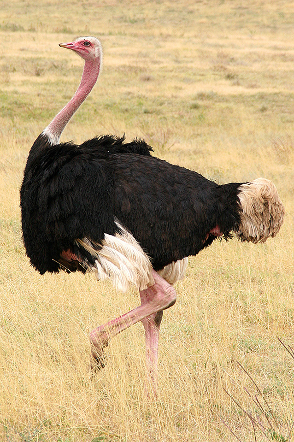 Ostrich #21