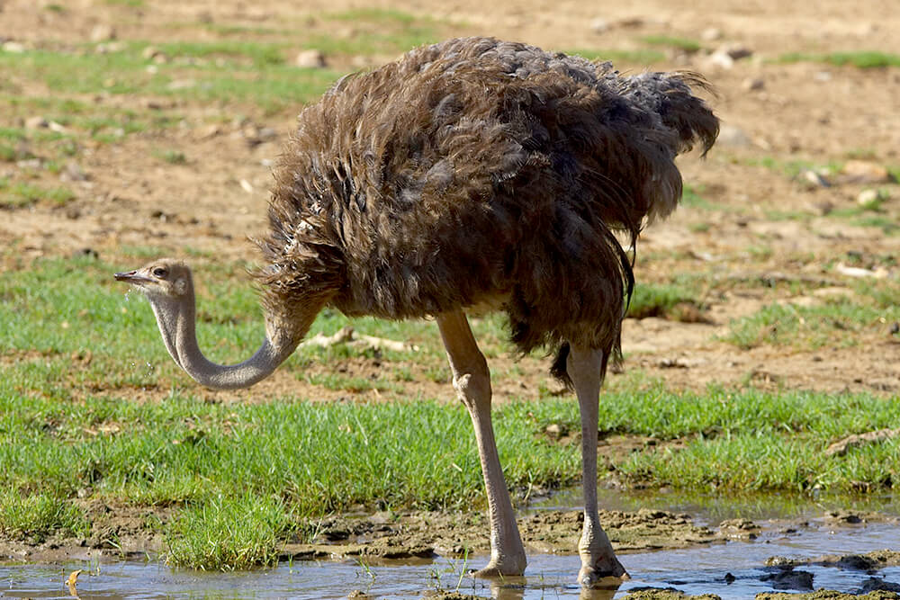 Nice wallpapers Ostrich 1000x667px