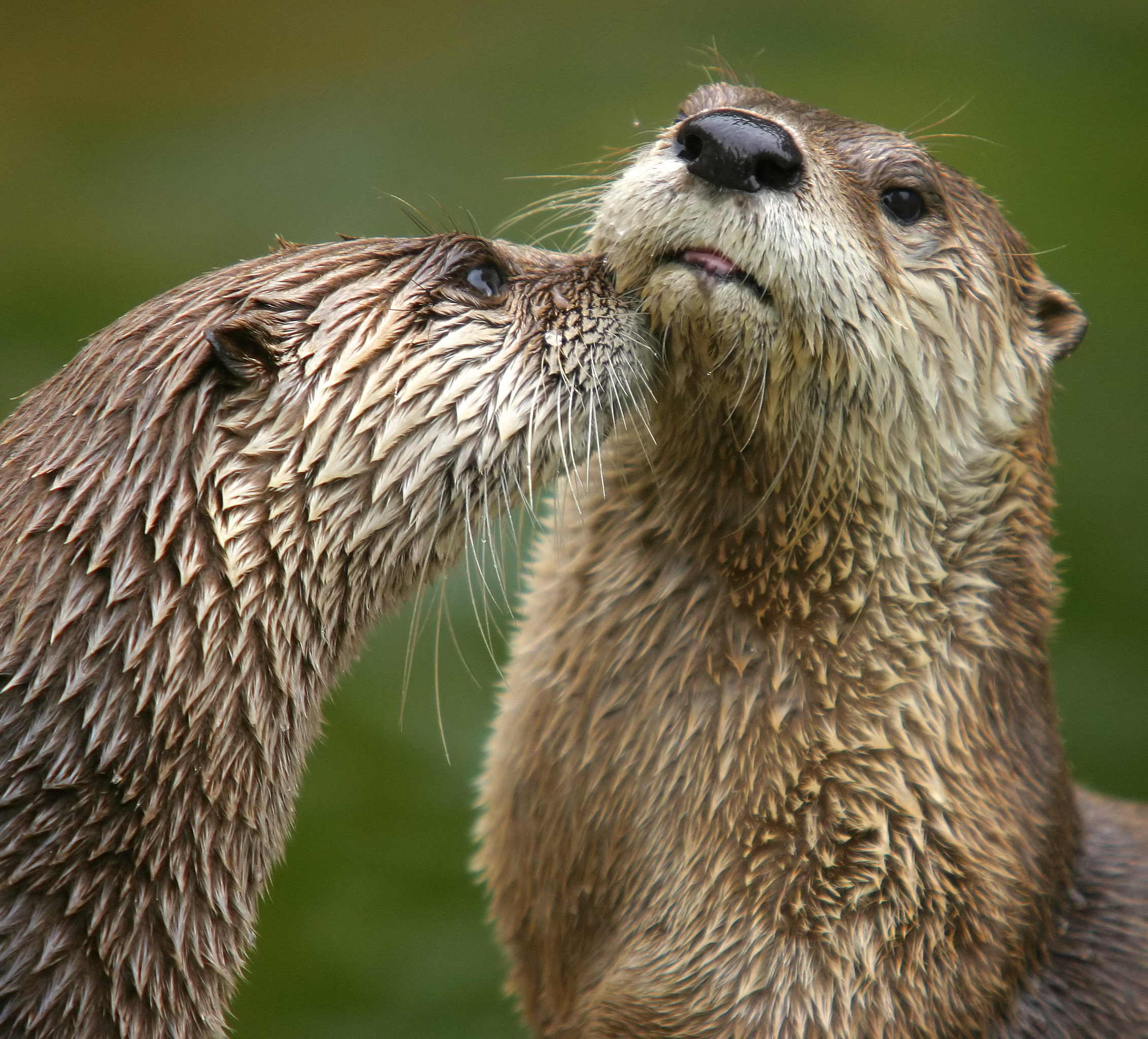2262x2048 > Otter Wallpapers