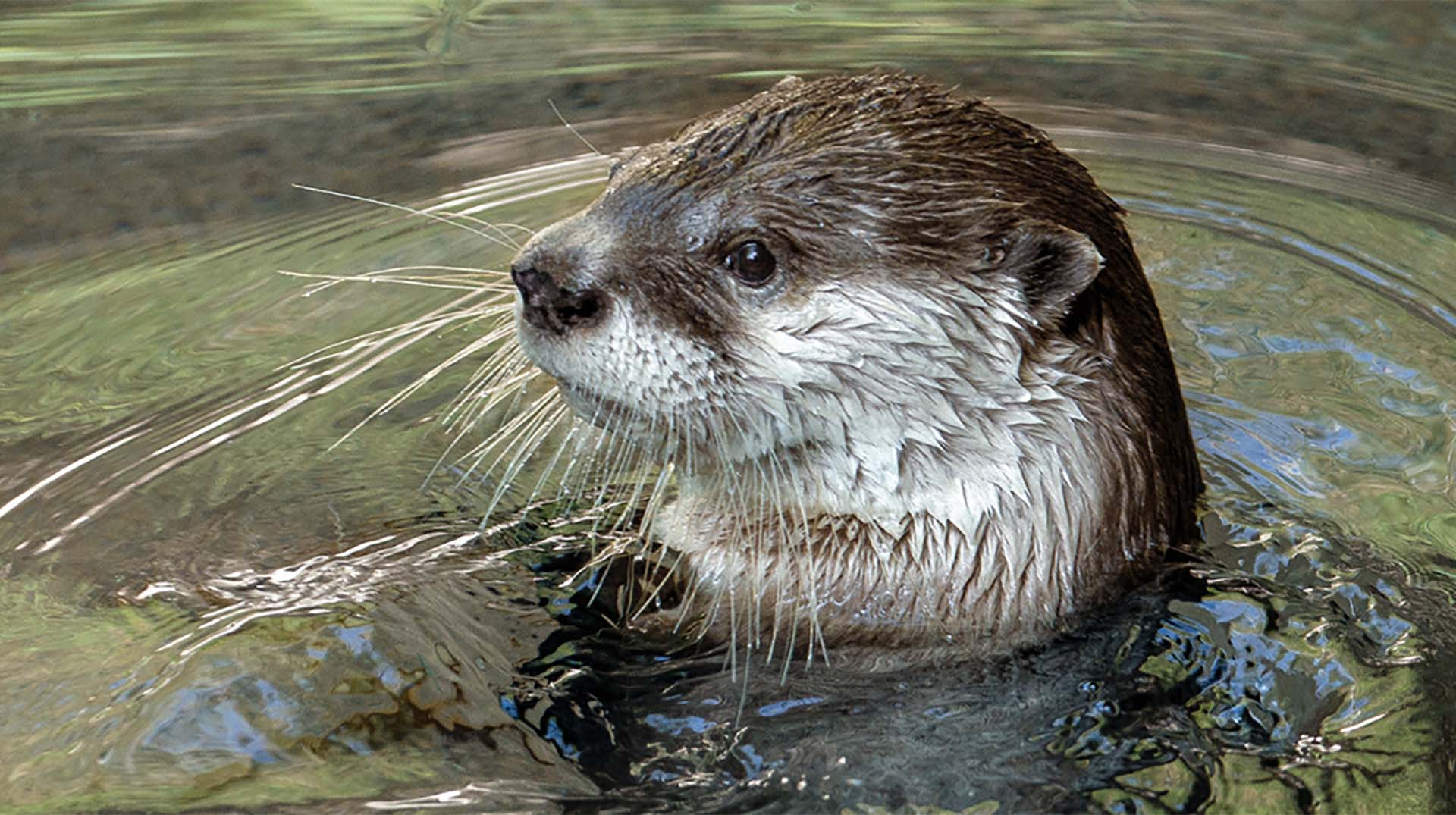 Nice Images Collection: Otter Desktop Wallpapers