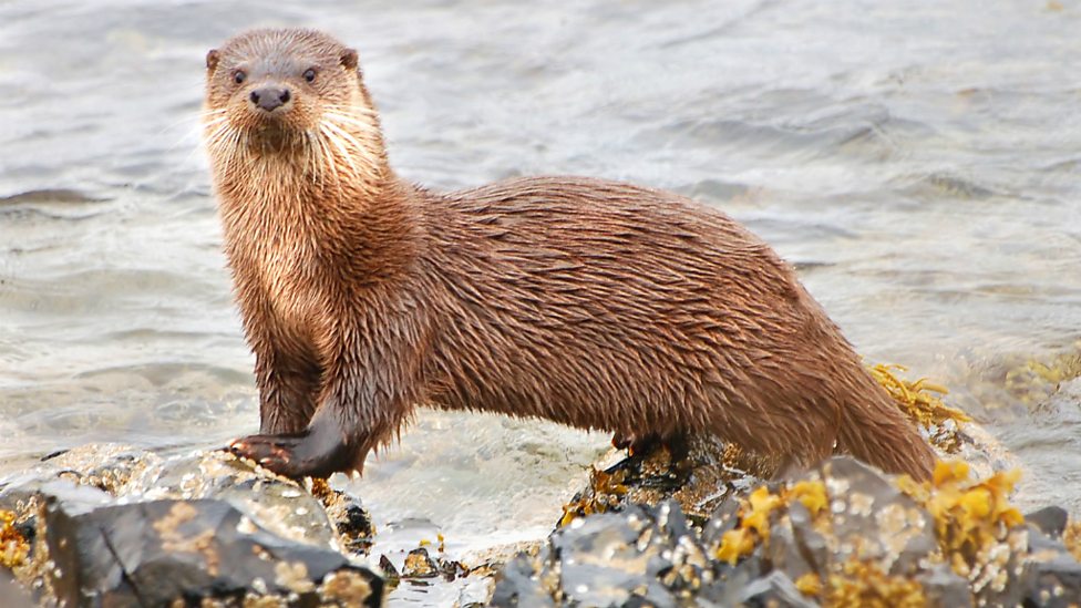 Images of Otter | 976x549