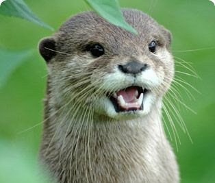 Amazing Otter Pictures & Backgrounds