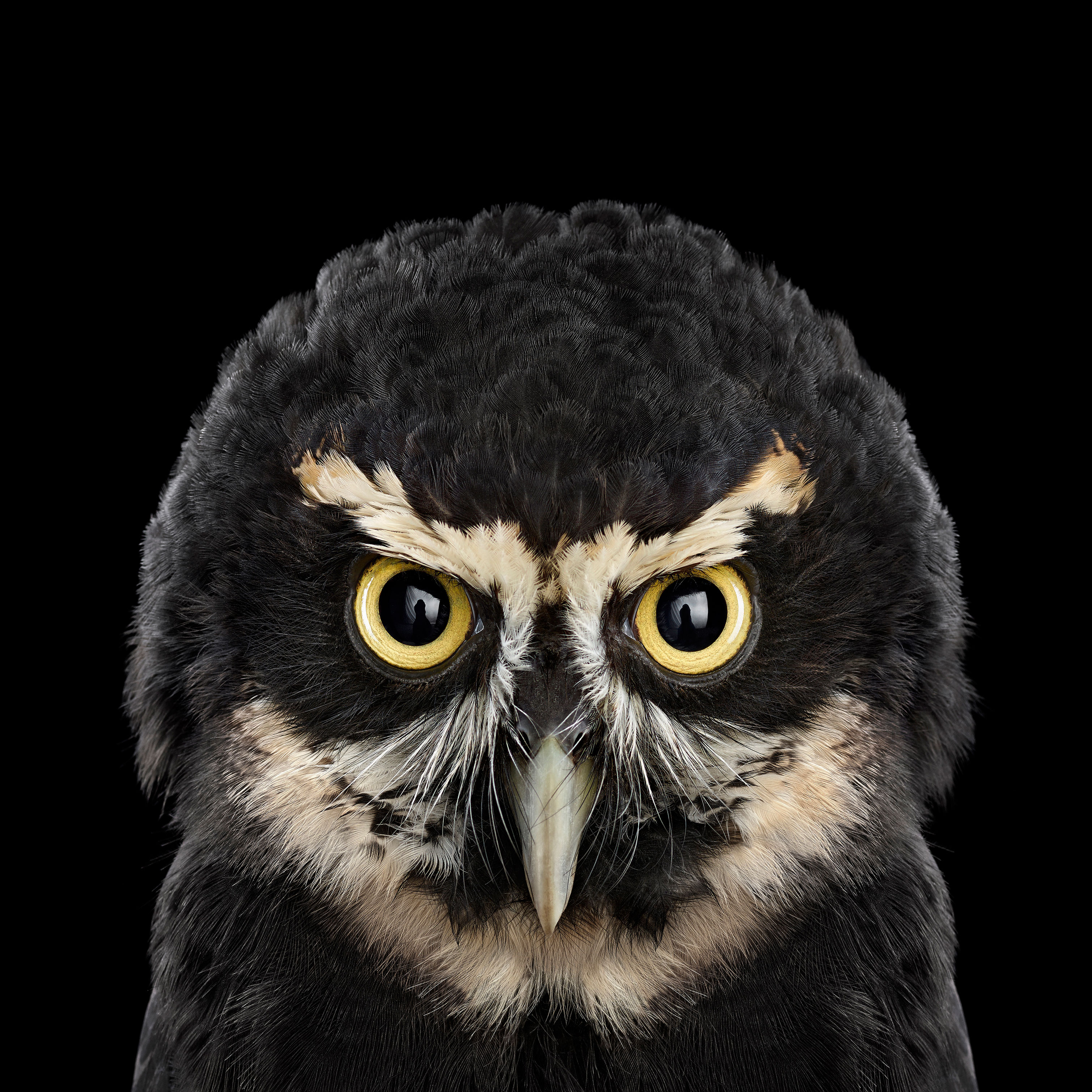 Owl HD wallpapers, Desktop wallpaper - most viewed