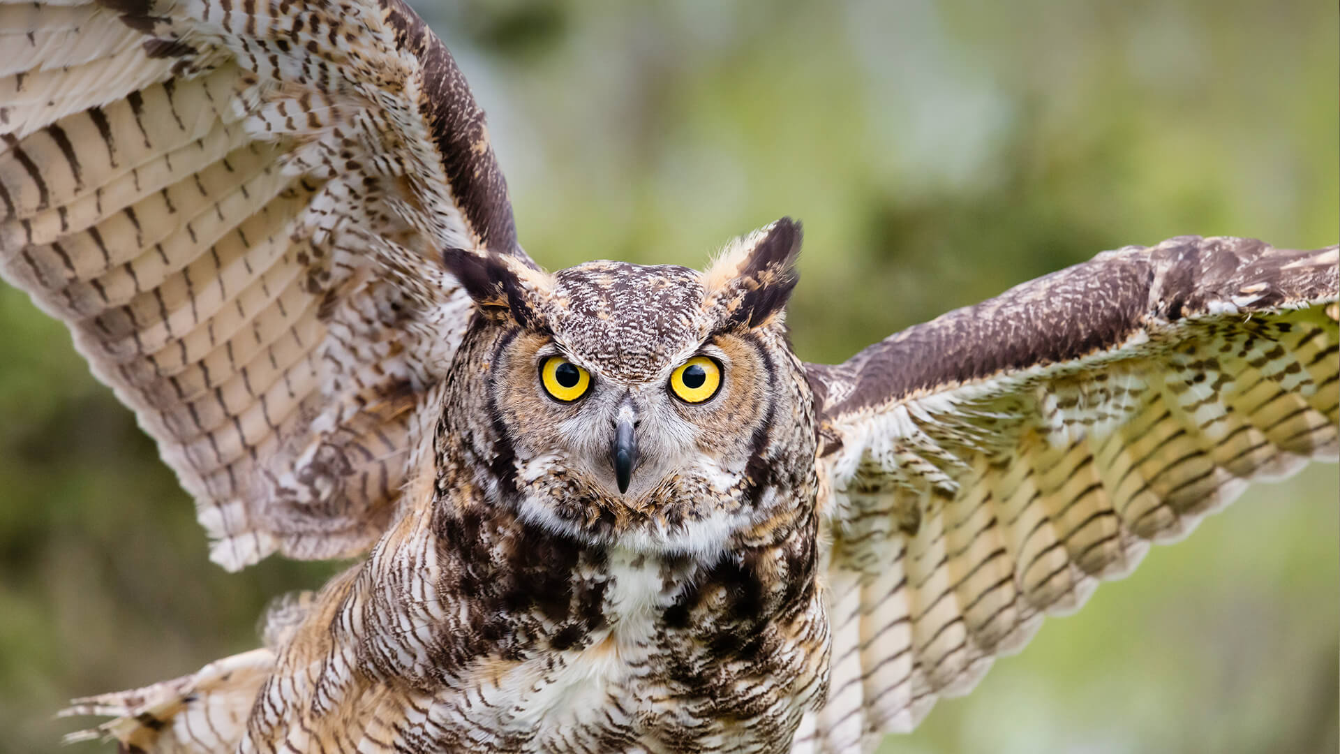 Owl Pics, Animal Collection