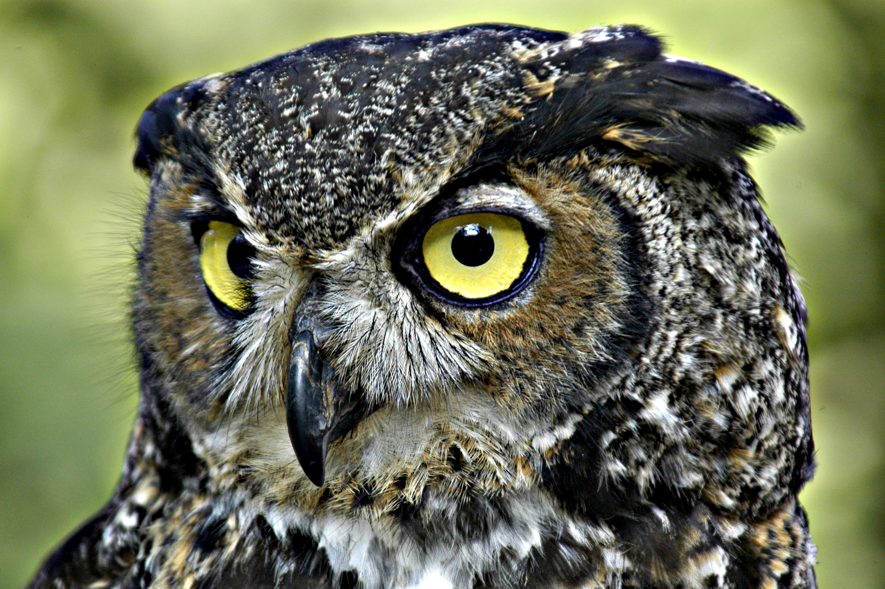 Nice Images Collection: Owl Desktop Wallpapers