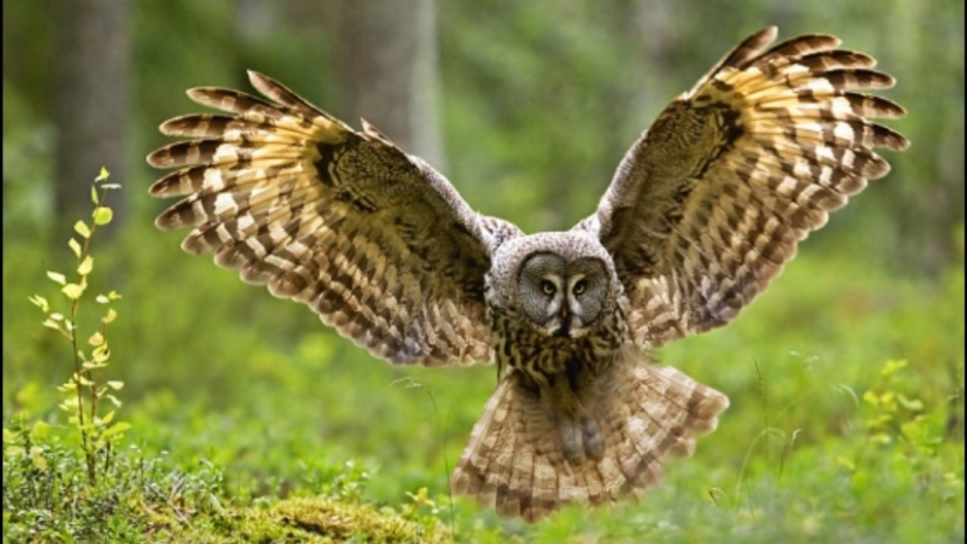 Nice Images Collection: Owl Desktop Wallpapers