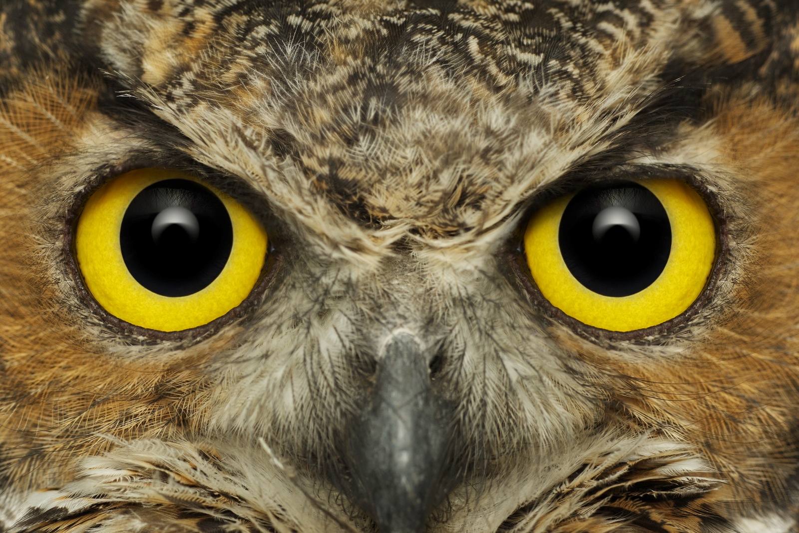 Nice Images Collection: Owl Eyes Desktop Wallpapers