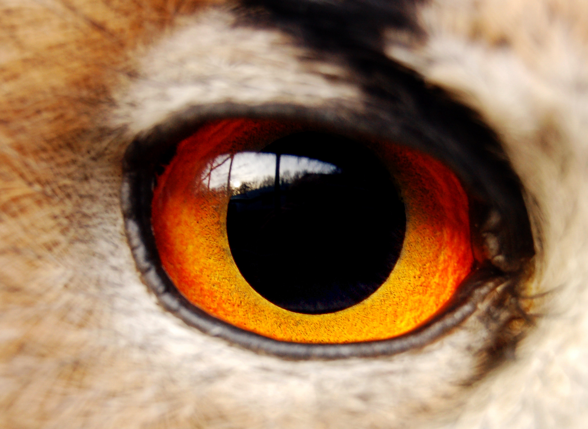 Owl Eyes #6