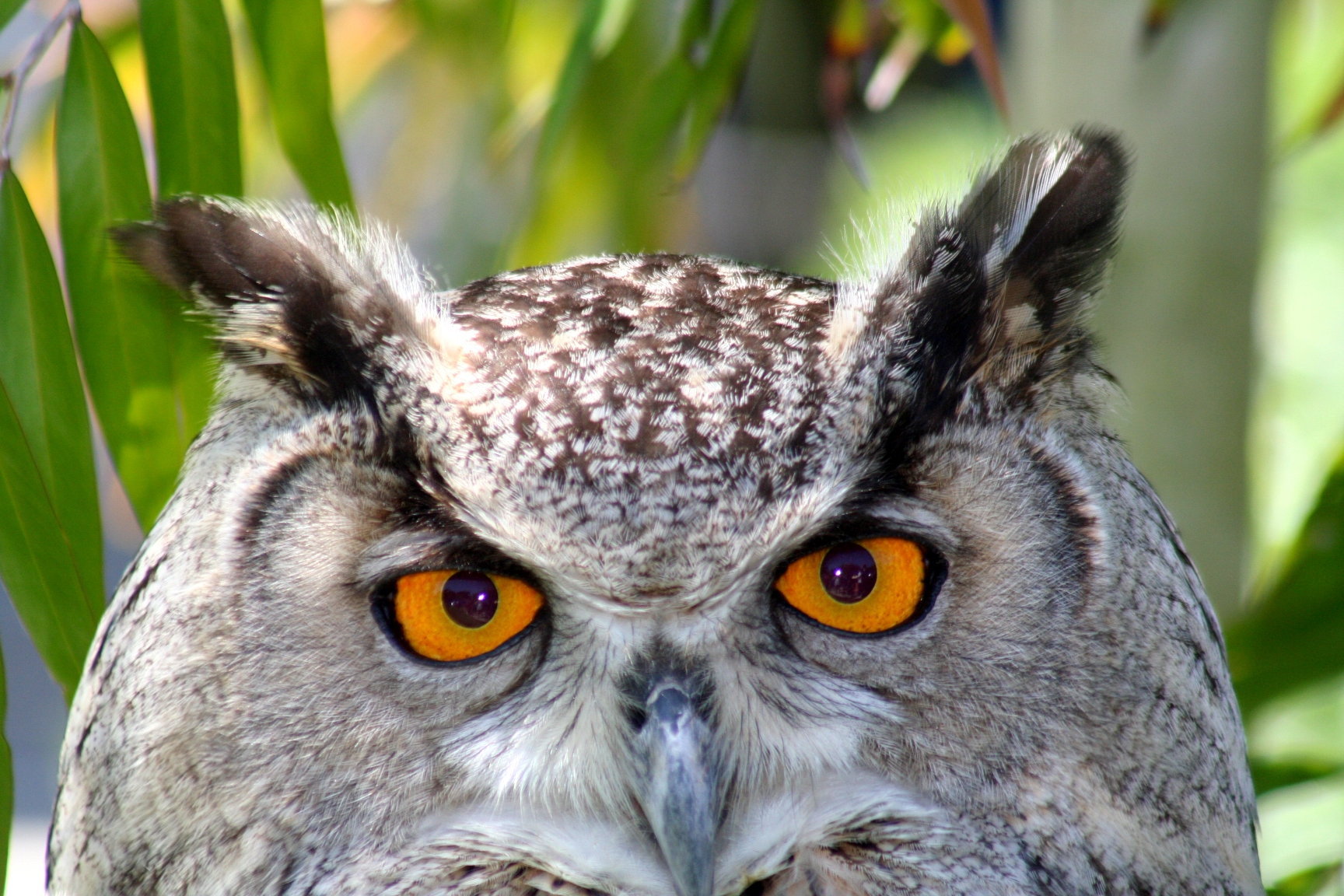 Owl Eyes #3