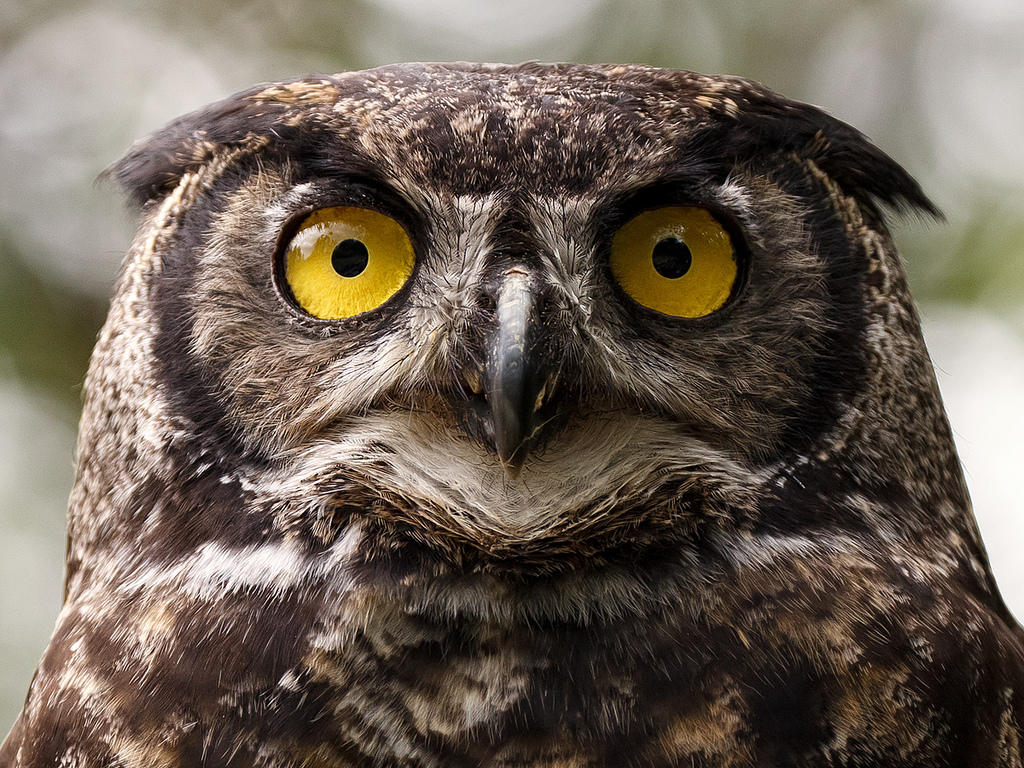 Owl Eyes #4