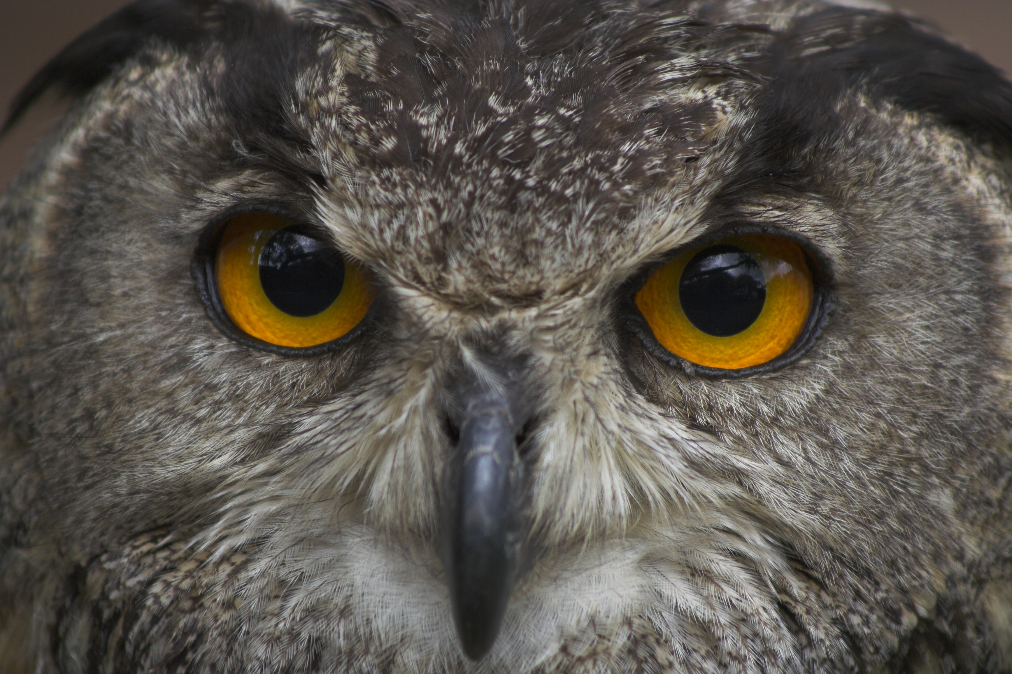Owl Eyes #10