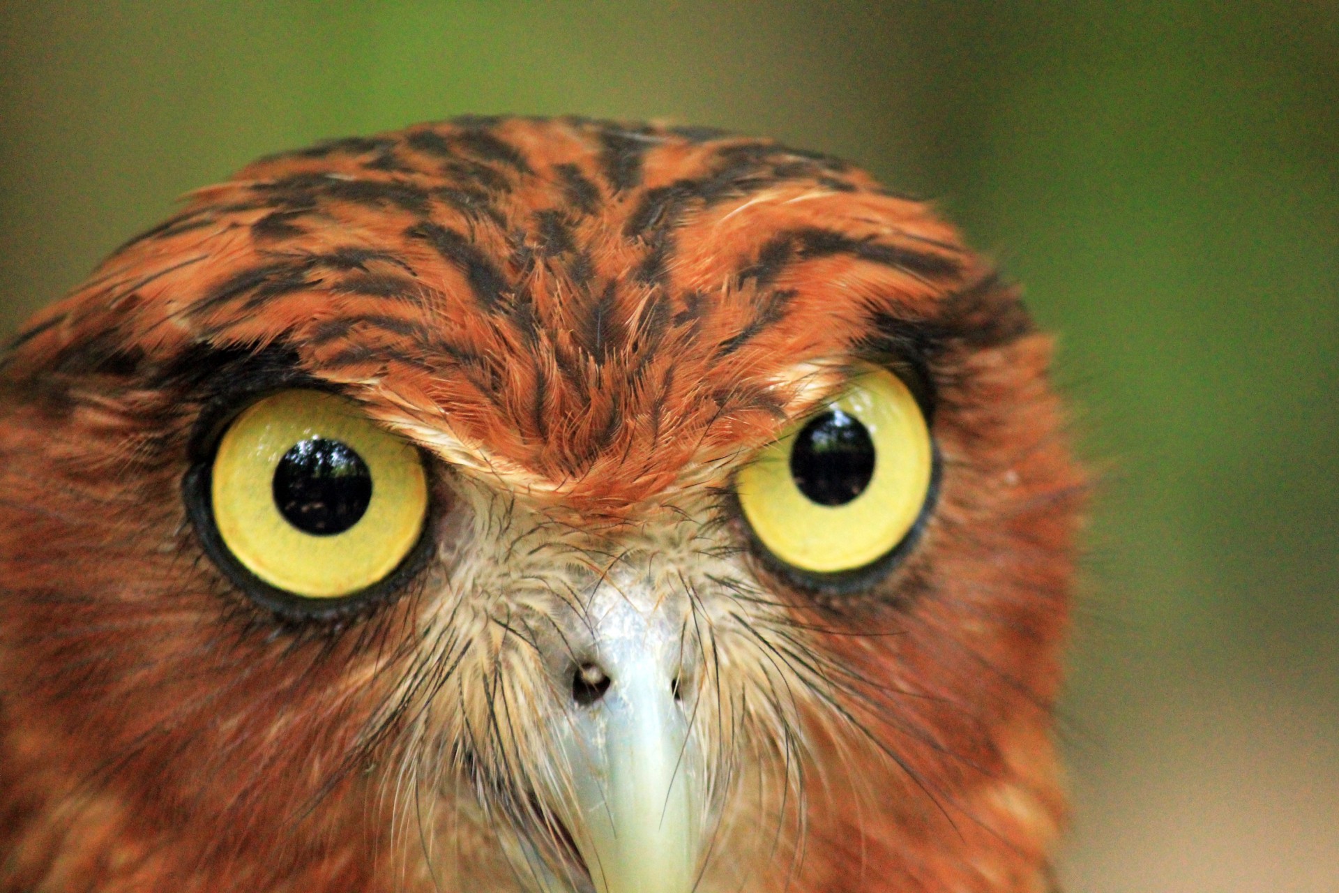 Owl Eyes #1
