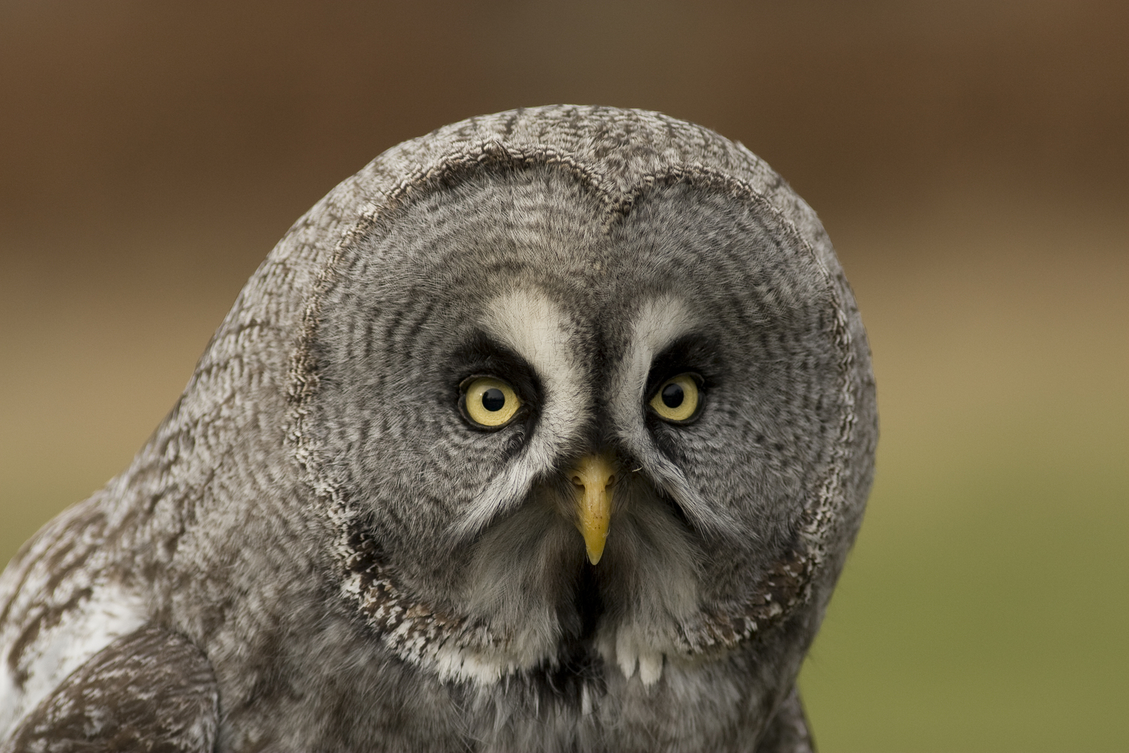 Owl Eyes #7