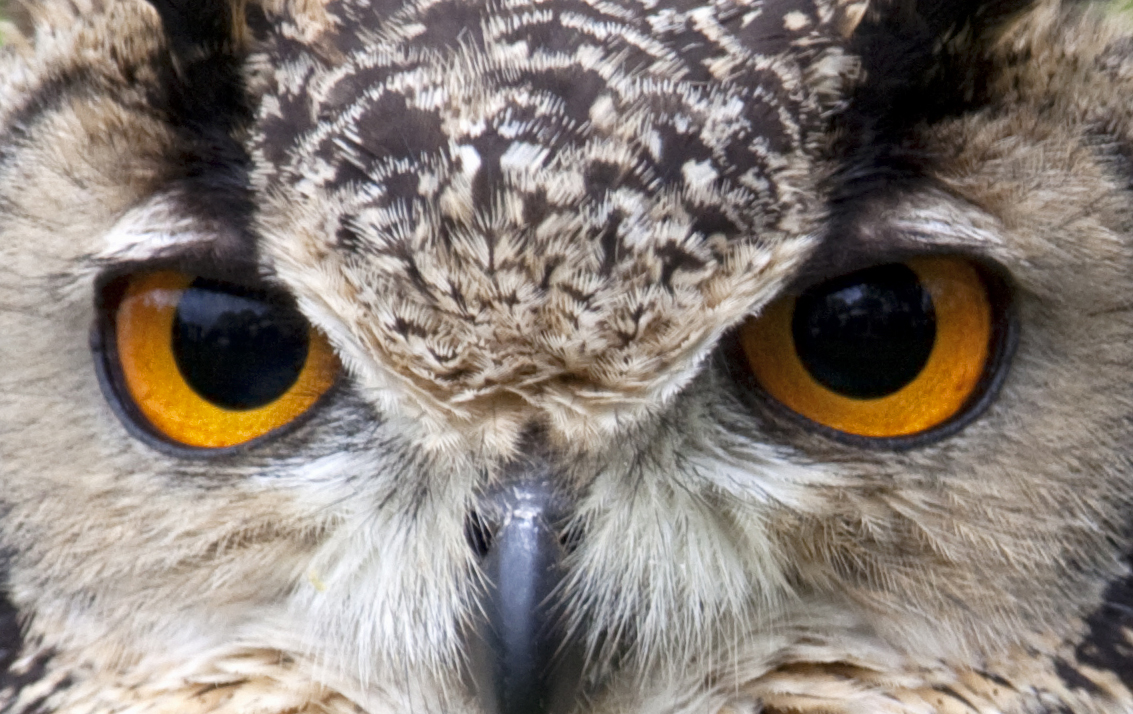 Nice Images Collection: Owl Eyes Desktop Wallpapers