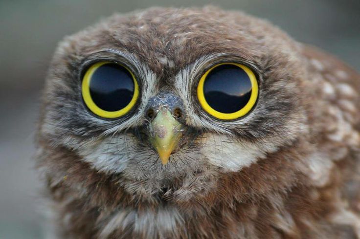 Owl Eyes #18