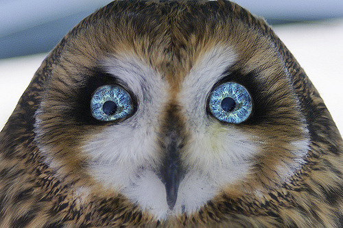 Owl Eyes #20