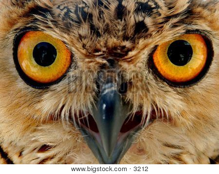 Owl Eyes #28