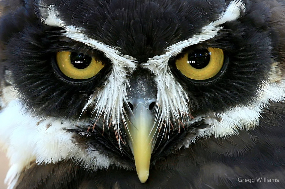 Owl Eyes #15