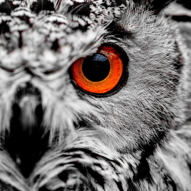 Owl Eyes #22