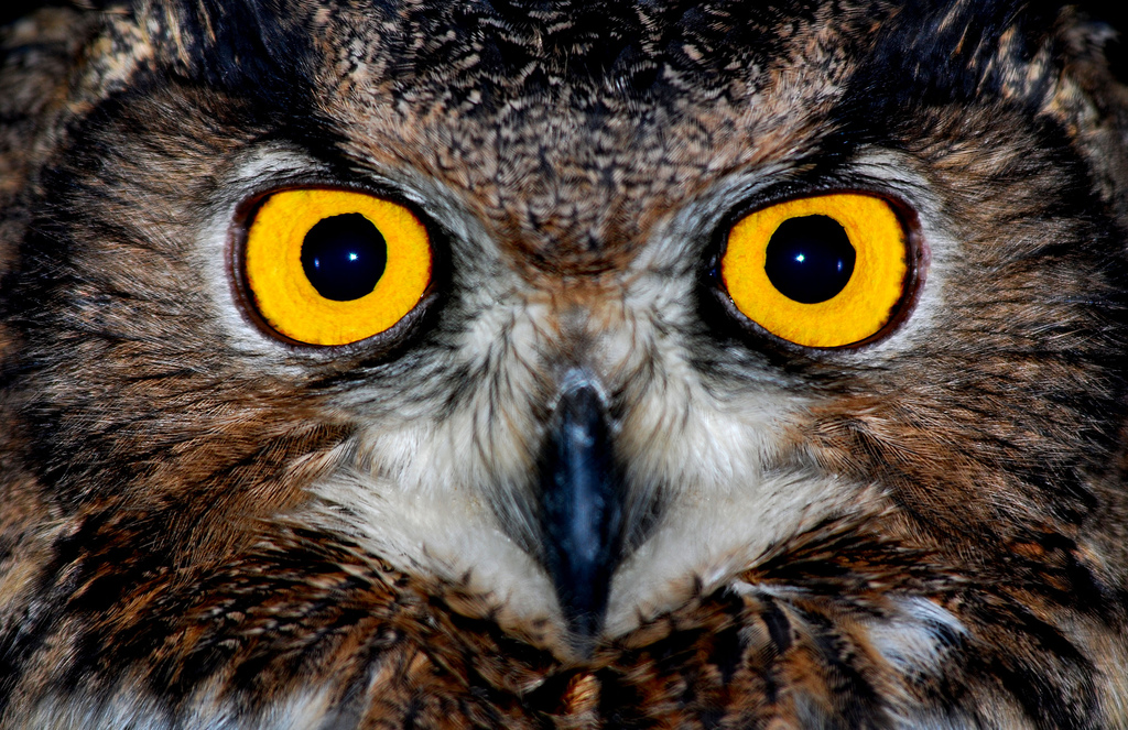 Owl Eyes #26