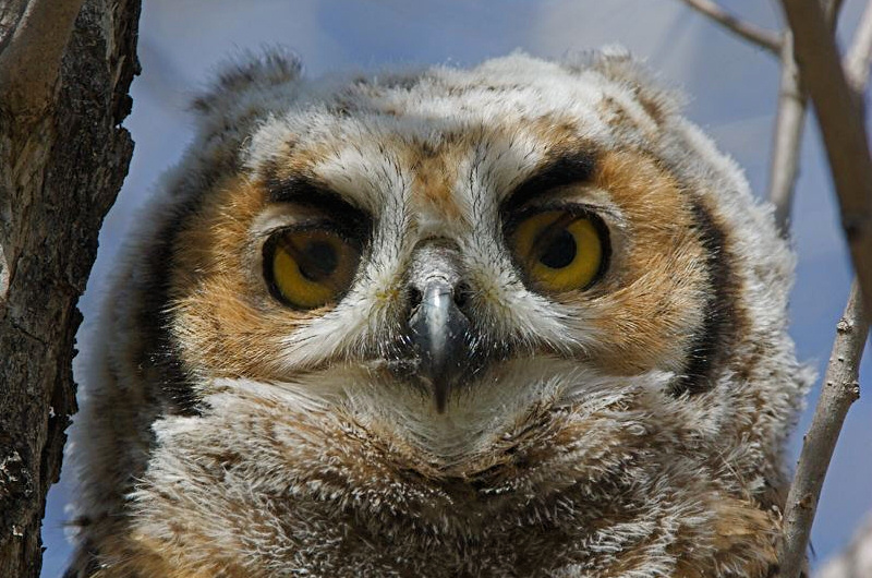 Owl Eyes #17