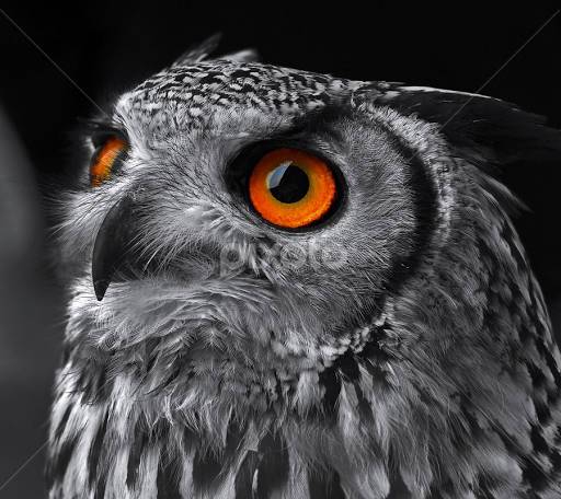 Owl Eyes #25