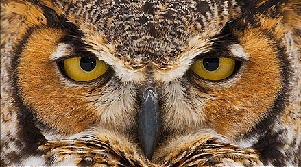 Nice wallpapers Owl Eyes 439x244px