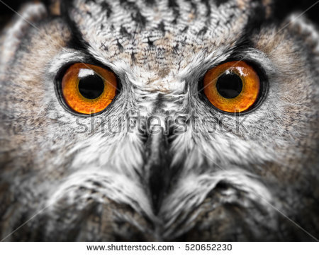Owl Eyes #27