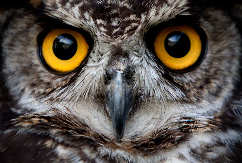 High Resolution Wallpaper | Owl Eyes 792x533 px