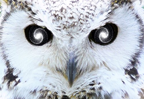 Nice wallpapers Owl Eyes 500x344px