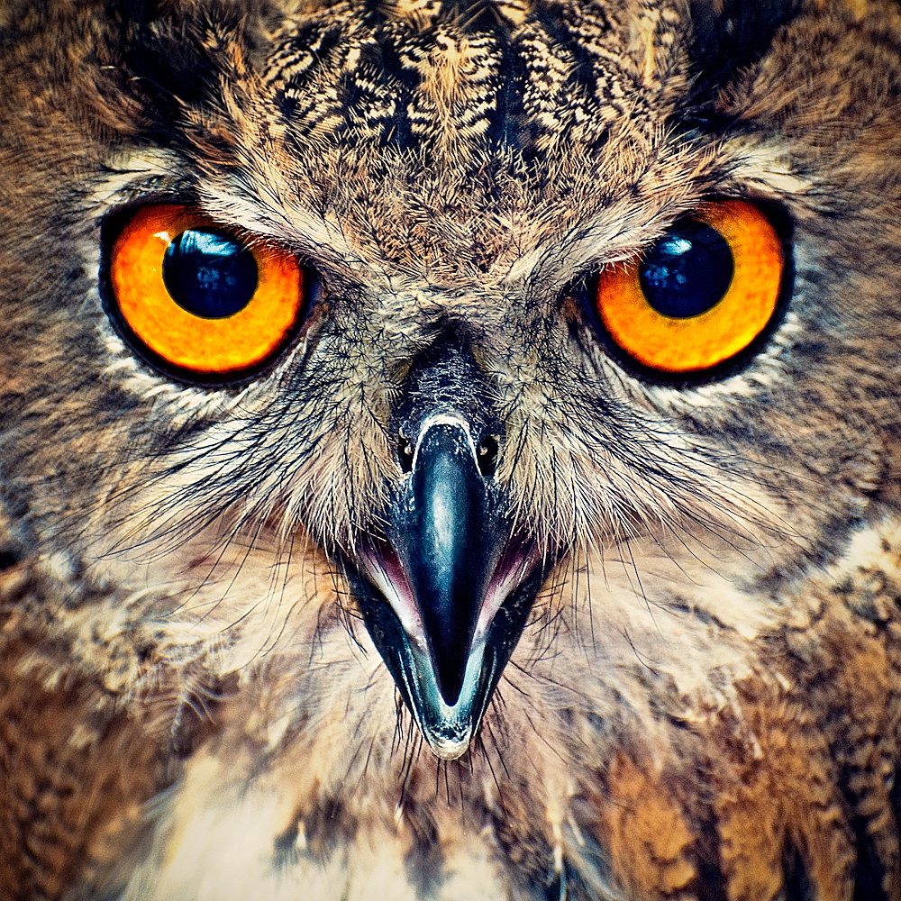 Amazing Owl Eyes Pictures & Backgrounds