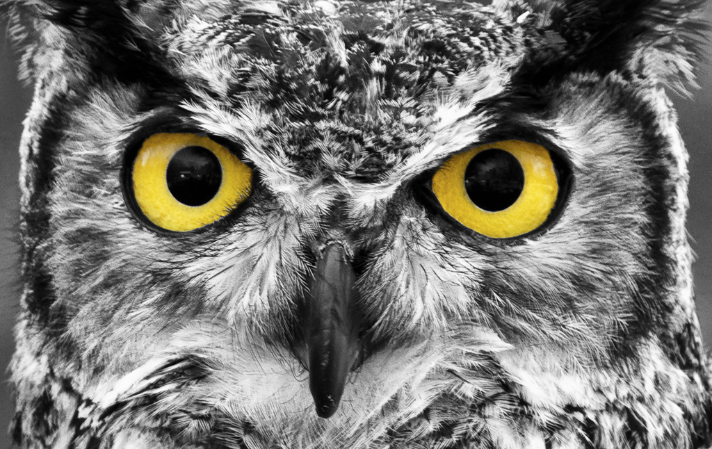 Owl Eyes #16