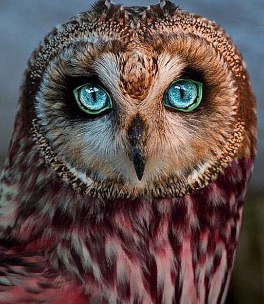 Owl Eyes #13