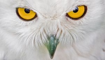 Owl Eyes #12