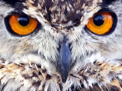 Owl Eyes #14